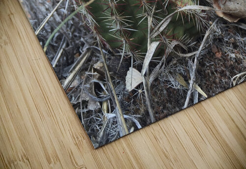 Cactus Close-Up Lloyd Earickson puzzle