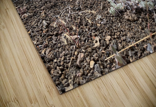Volcano Flower Lloyd Earickson puzzle