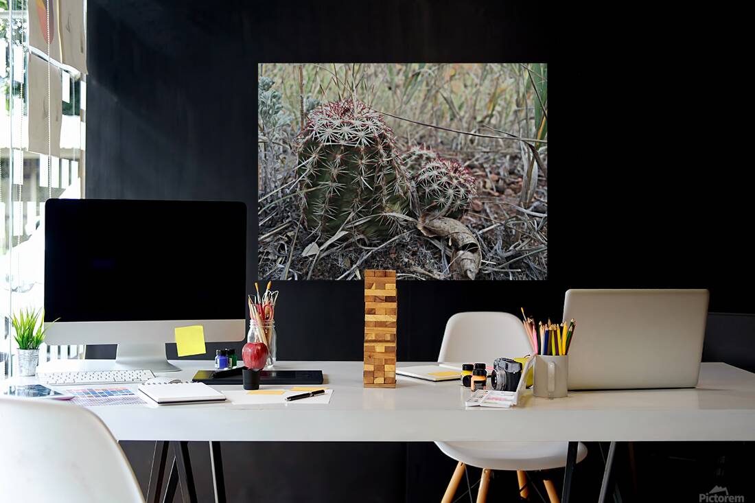 Cactus Close-Up Reproduction