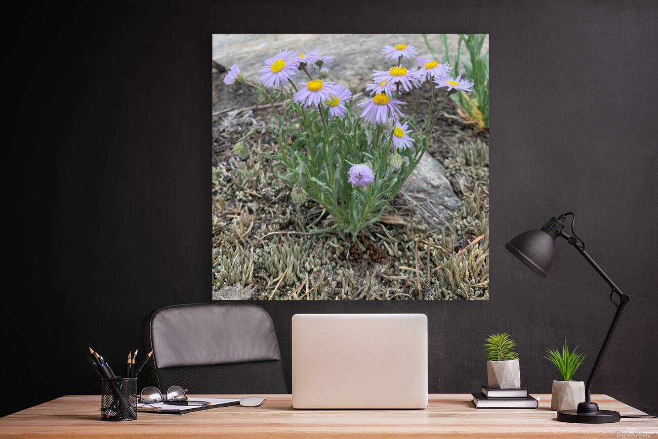 Wildflowers Reproduction