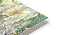 Cactus Close-Up HD Metal print