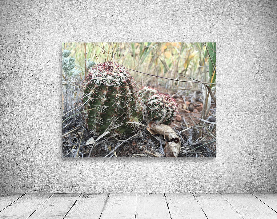 Cactus Close-Up Wall Preview