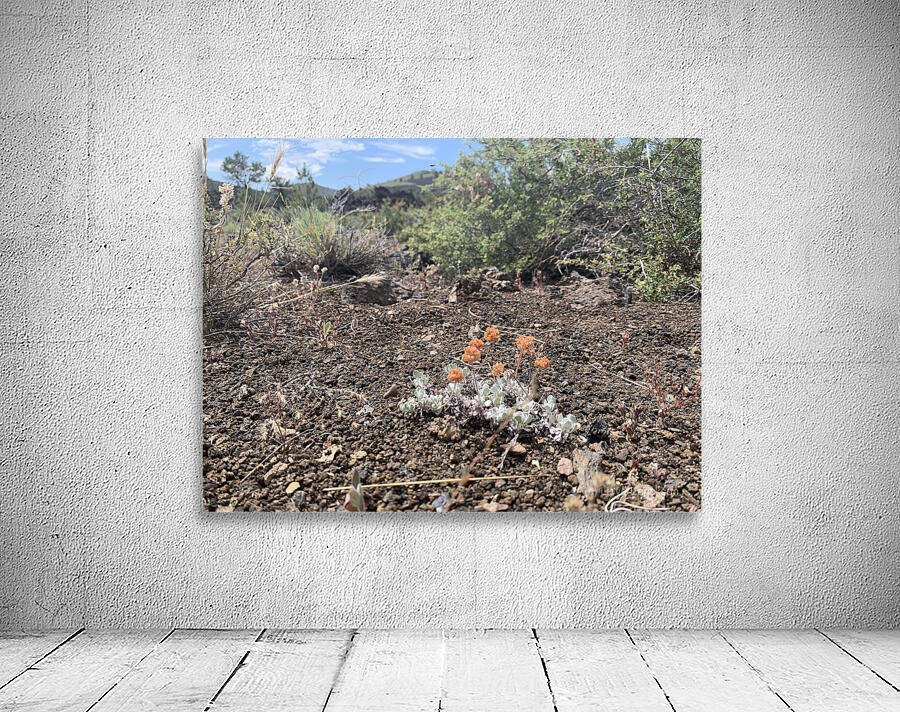 Volcano Flower Wall Preview