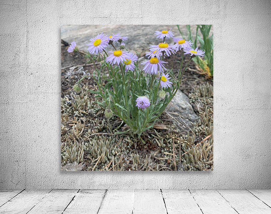Wildflowers Wall Preview