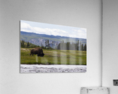 Buffalo Solider Acrylic Print