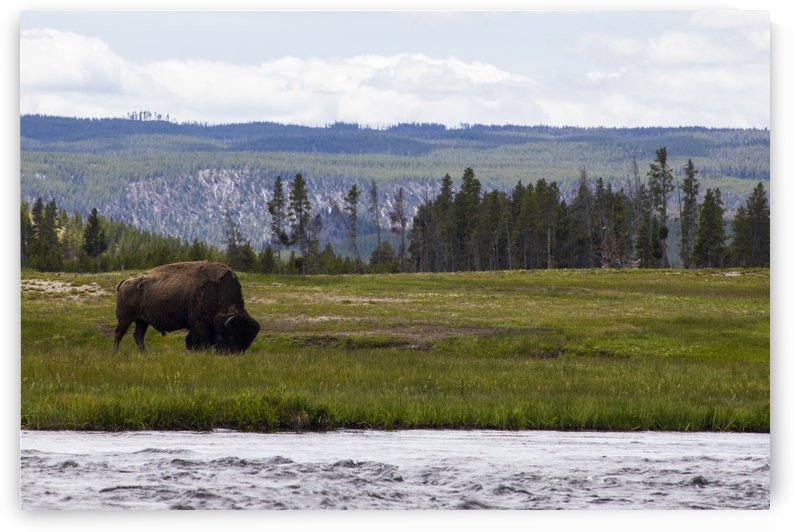 Buffalo Solider by Kenny Hill
