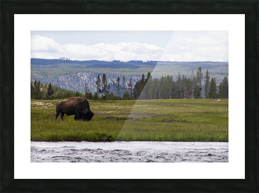 Buffalo Solider Picture Frame print