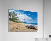 HawaiiTurtlebeach Acrylic Print