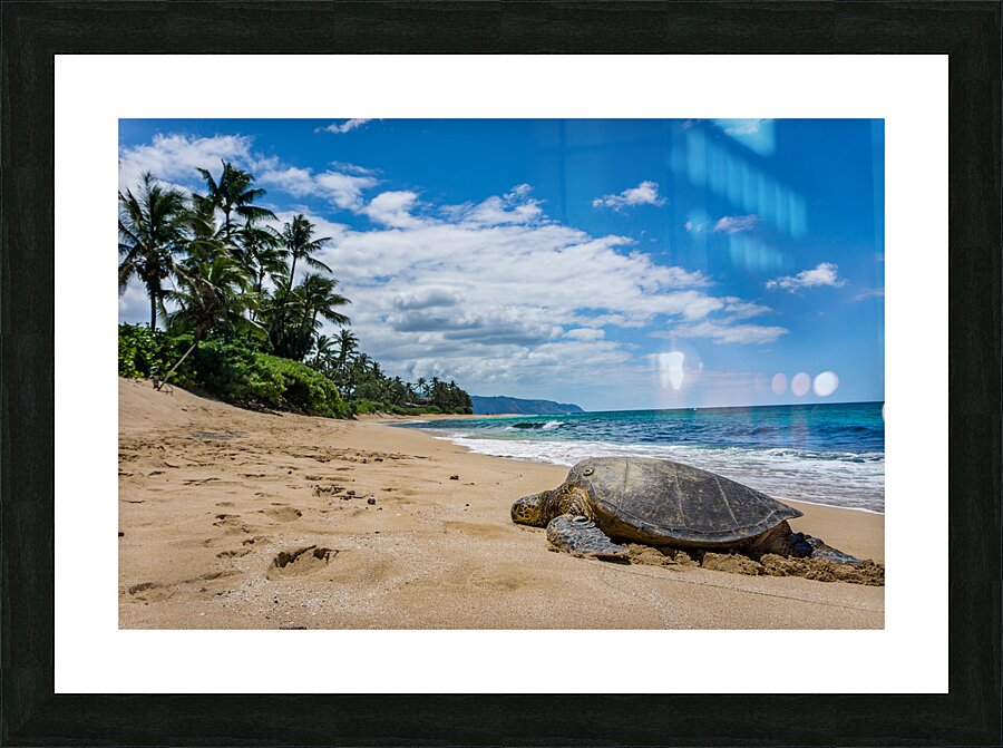 HawaiiTurtlebeach Picture Frame print