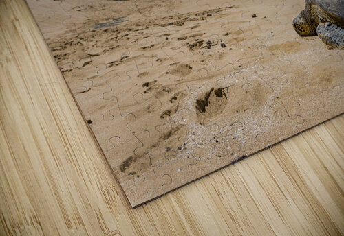 HawaiiTurtlebeach Jeff Albritton puzzle