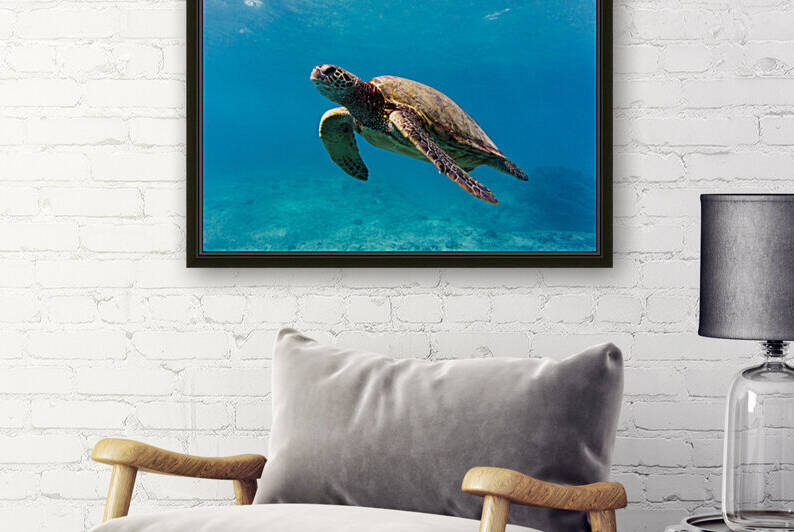 Sea Turtle Glide by Jeff Albritton