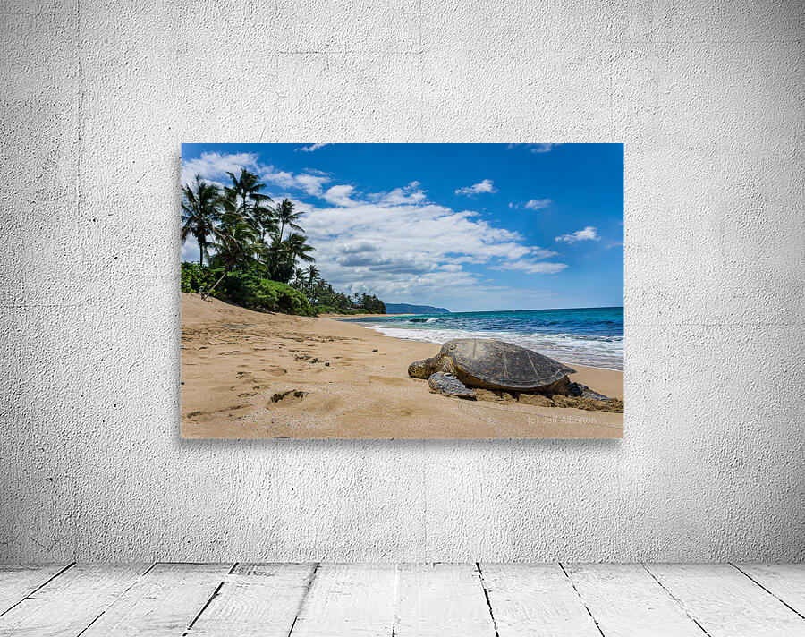 HawaiiTurtlebeach Wall Preview