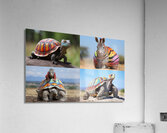 A colorful tortoise sitting on a zebra in Afric 1 Acrylic Print