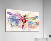 A breathtakingly beautiful dragonfly its wings  a Acrylic Print