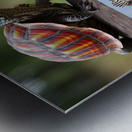 A colorful tortoise sitting on a zebra in Afric 1 Metal print