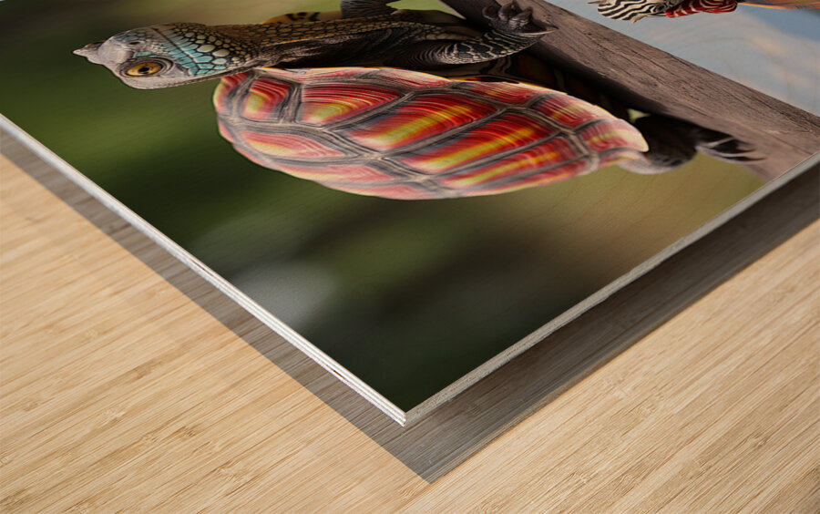 A colorful tortoise sitting on a zebra in Afric 1 Wood print