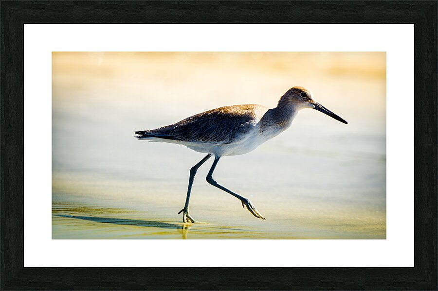San Piper Picture Frame print