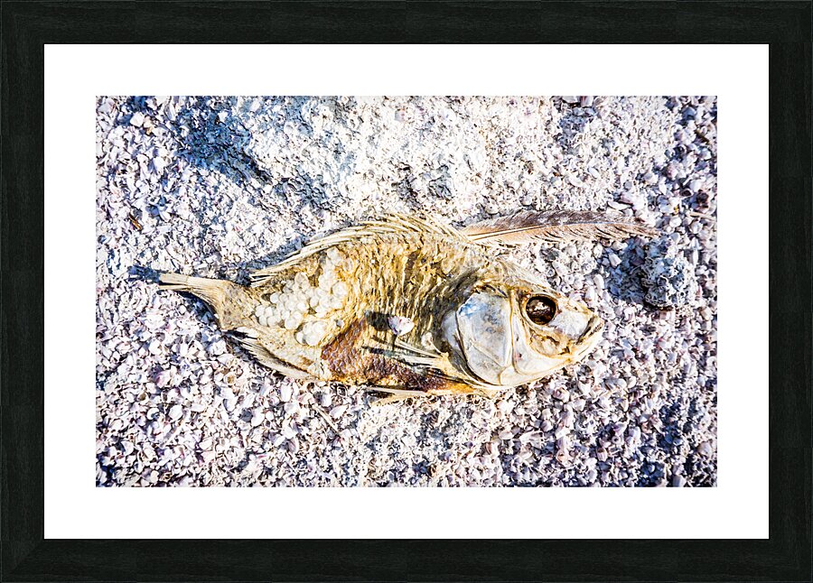 Salted Fish Picture Frame print