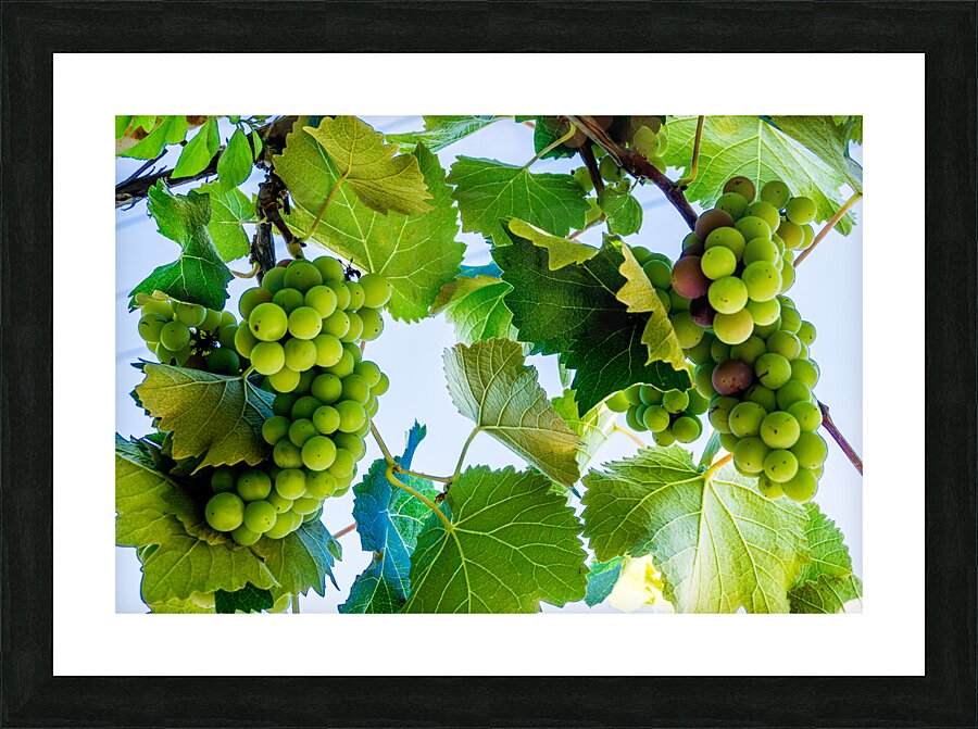 White Wine Picture Frame print