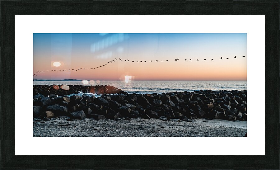 60 Pelicans Picture Frame print
