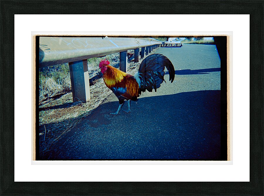 Rooster Kauai Picture Frame print