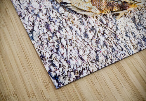 Salted Fish Toby Ogden puzzle