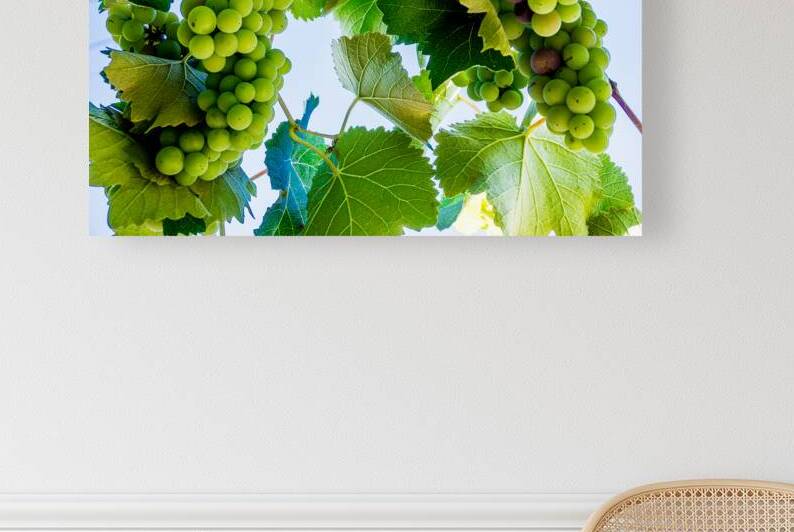 White Wine Reproduction