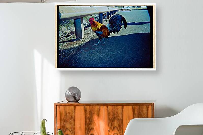 Rooster Kauai Reproduction