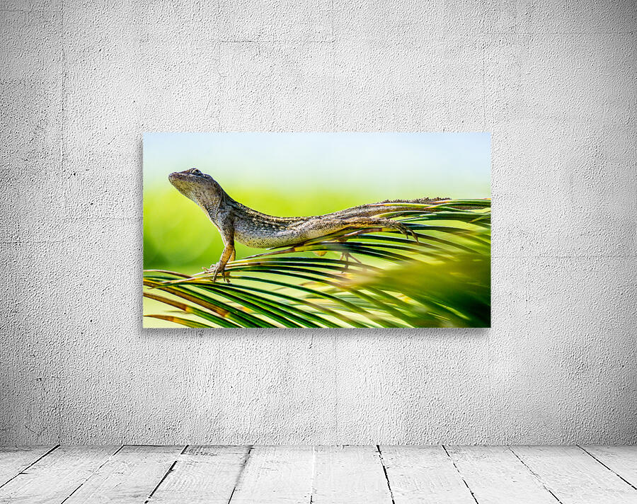 Gecko Wall Preview