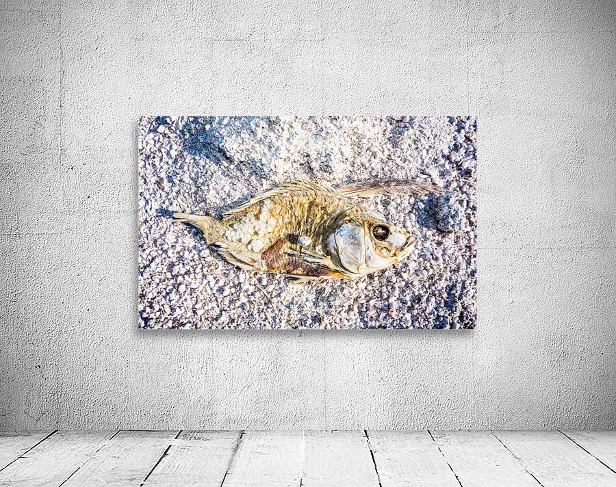 Salted Fish Wall Preview