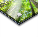 Bamboo Forest Acrylic print