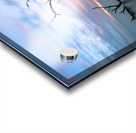 The Last Standing Tree Acrylic print