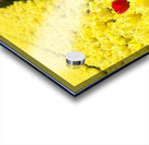 Red Amongst The Yellows Acrylic print