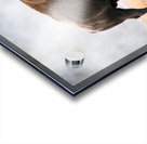 American Buffalo Acrylic print