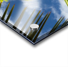 Palm Tree Skies Acrylic print