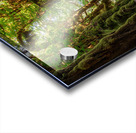 The Rainforest Acrylic print