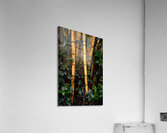 Hawaiian Forest Acrylic Print