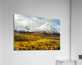 Golden Alaska Acrylic Print