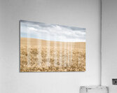 Fields Of Wheat Acrylic Print