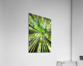 Bamboo Forest Acrylic Print