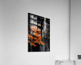 Autumn Waterfall Acrylic Print