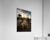 Cactus Garden At Sunset Acrylic Print
