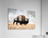 American Buffalo Acrylic Print