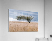 Shaped By Wind Acrylic Print