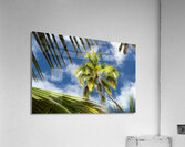 Palm Tree Skies Acrylic Print