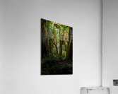 The Rainforest Acrylic Print