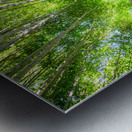 Bamboo Forest Metal print