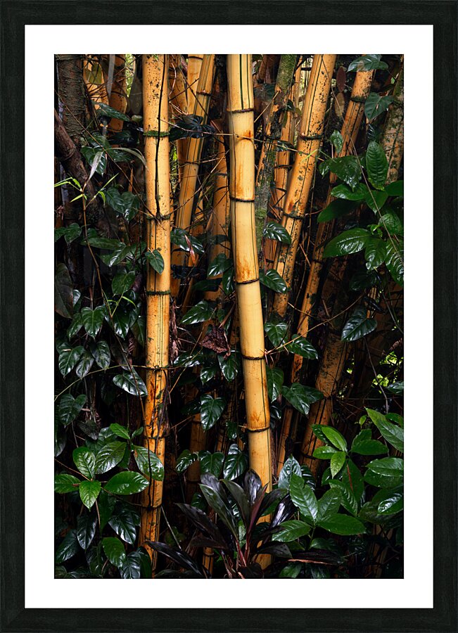 Hawaiian Forest Picture Frame print