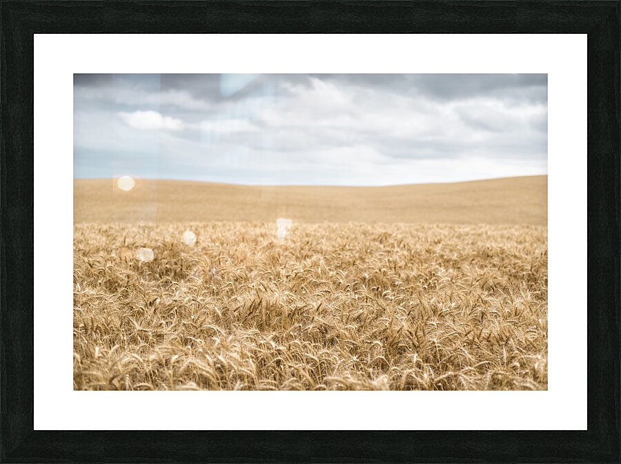 Fields Of Wheat Picture Frame print