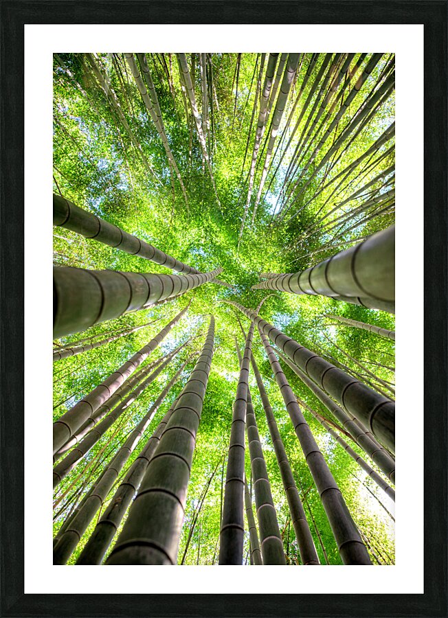Bamboo Forest Picture Frame print